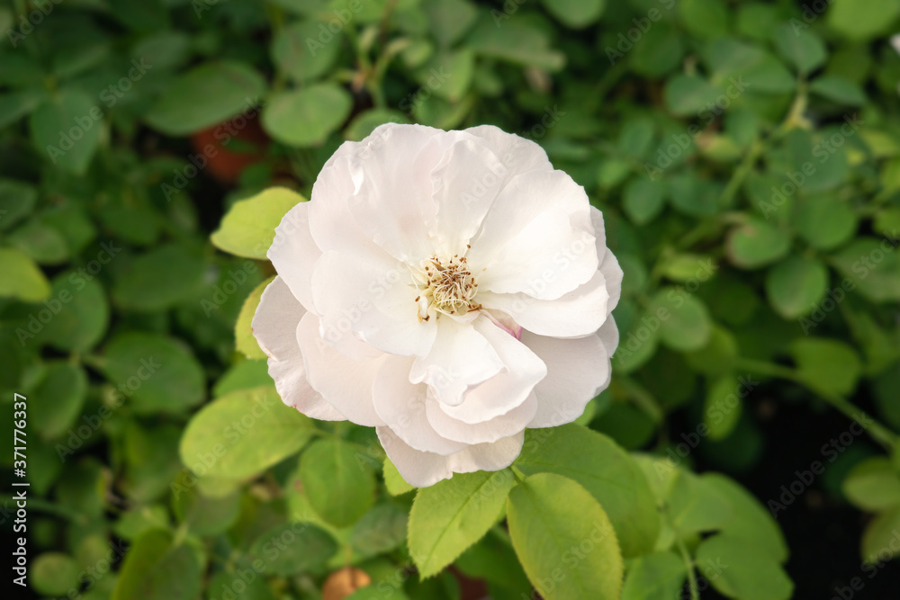 Single White Rose growing on plant. Rosa chinensis
