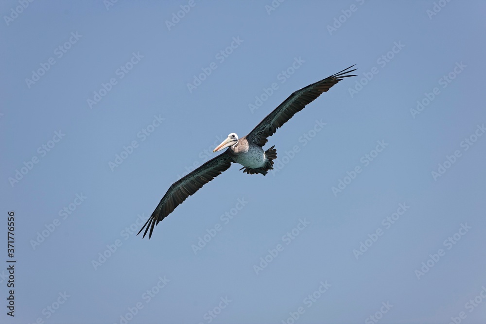 Peruvian Pelican, pelecanus thagus, in Flight, Ballestas Island at Paracas Reserve in Peru Peruvian Pelican, pelecanus thagus, in Flight, Ballestas Island at Paracas Reserve in Peru