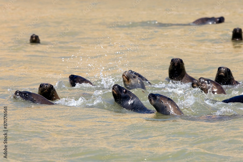 Fototapeta premium South American Sea Lion or Southern Sea Lion, otaria byronia, Group Swimming, Paracas Reserve in Peru