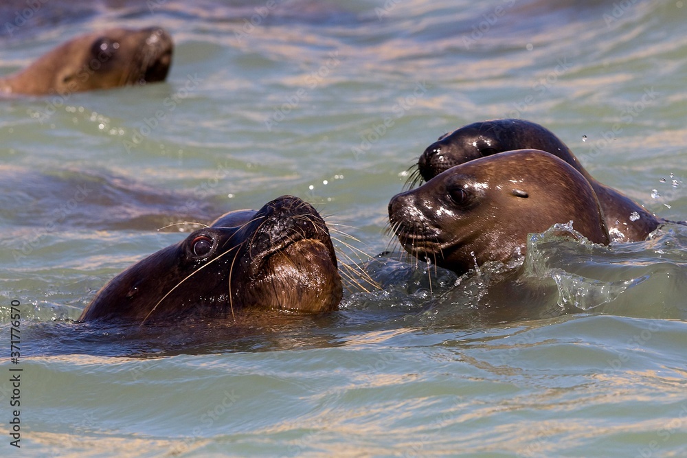 Fototapeta premium South American Sea Lion or Southern Sea Lion, otaria byronia, Group Swimming, Paracas Reserve in Peru