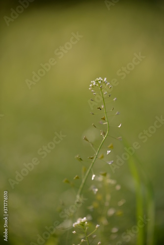 medicinal plant Capsella bursa-pastoris in spring season. the shepherd's bag at flowering
