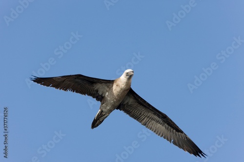 Peruvian Booby  sula variegata  in flight  Ballestas Islands at Paracas Reserve in Peru