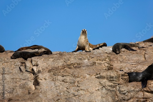 South American Fur Seal, arctocephalus australis, Paracas Reserve in Peru