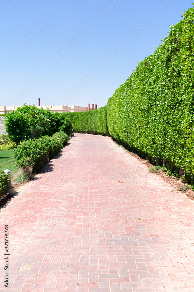 Road in green big outdoor park, tropical garden with bushes at summer. nature landscape