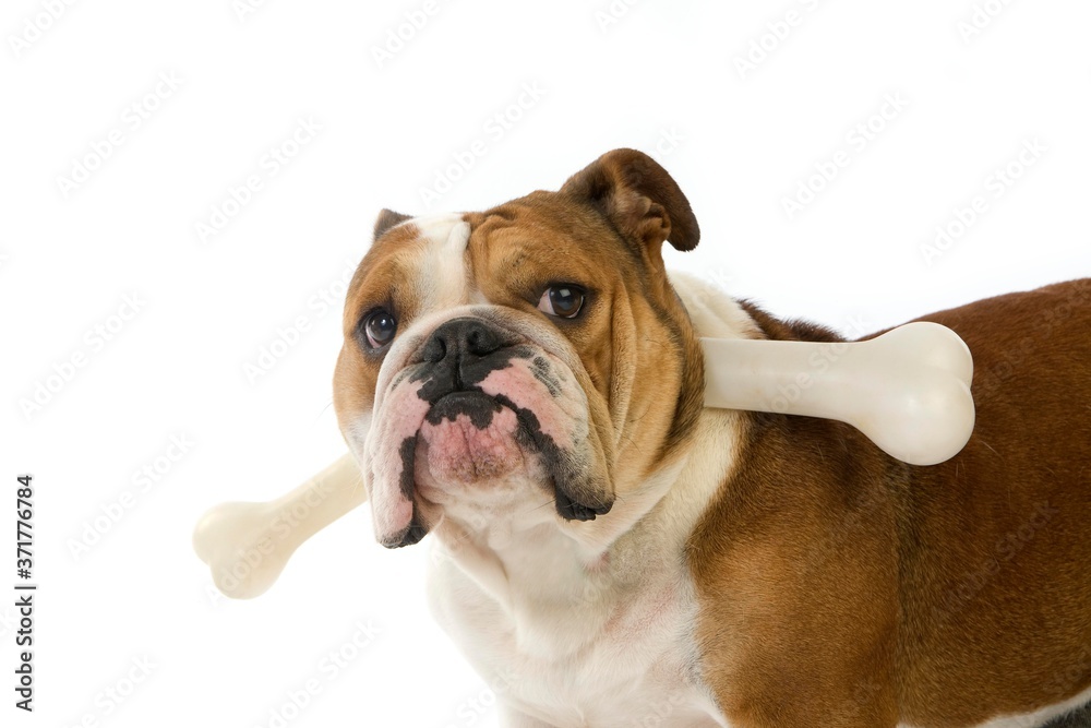 English Bulldog, Female with Plastic Bone against White Background