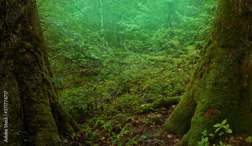 Misty forest landscape. Mossy trees, Transparent blue green rainy haze, forest backcground framed by two old tree trunks. Magical entry to fairy tale woods