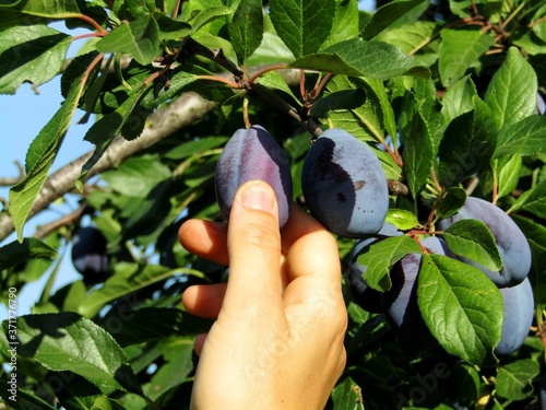 Detail of picking ripe plums in the orchard during the summer