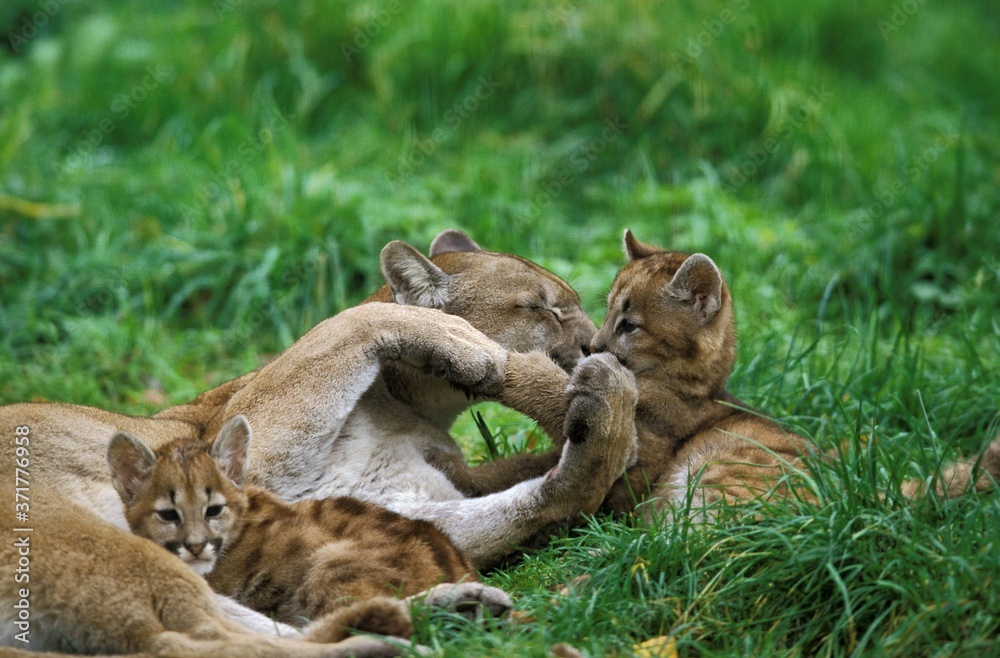 Obraz premium Cougar, puma concolor, Mother and Cub