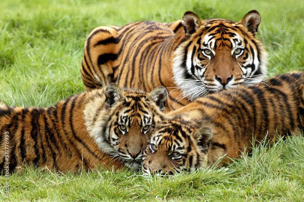 Sumatran Tiger, panthera tigris sumatrae, Mother and Youngs Sumatran Tiger, panthera tigris sumatrae, Mother and Youngs
