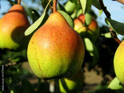 The fruit of a pear during ripening on a tree branch in an orchard
