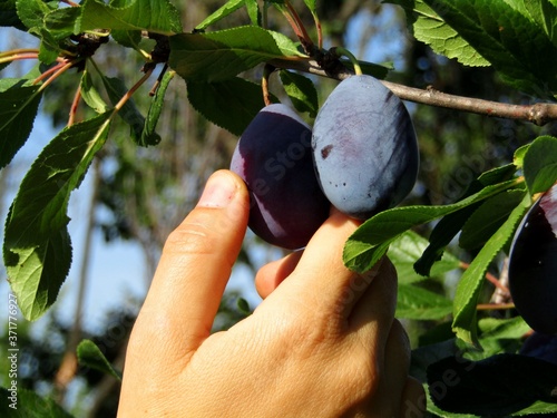 The moment of picking ripe plums in the orchard during the summer