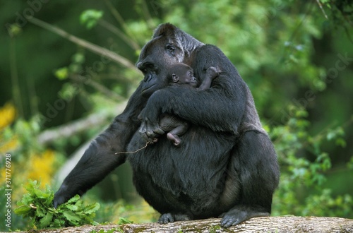 Eastern Lowland Gorilla, gorilla gorilla graueri, Mother and young photo