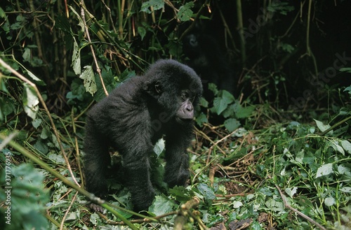 Mountain Gorilla, gorilla gorilla beringei, Young, Virunga Park in Rwanda