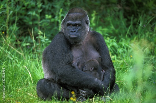 Eastern Lowland Gorilla, gorilla gorilla graueri, Mother and young © slowmotiongli