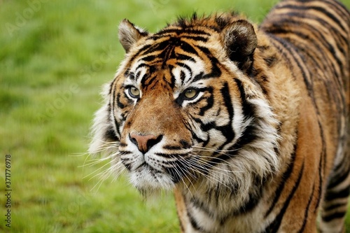 Sumatran Tiger  panthera tigris sumatrae  Portrait