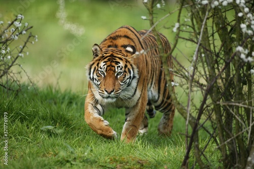 Sumatran Tiger  panthera tigris sumatrae