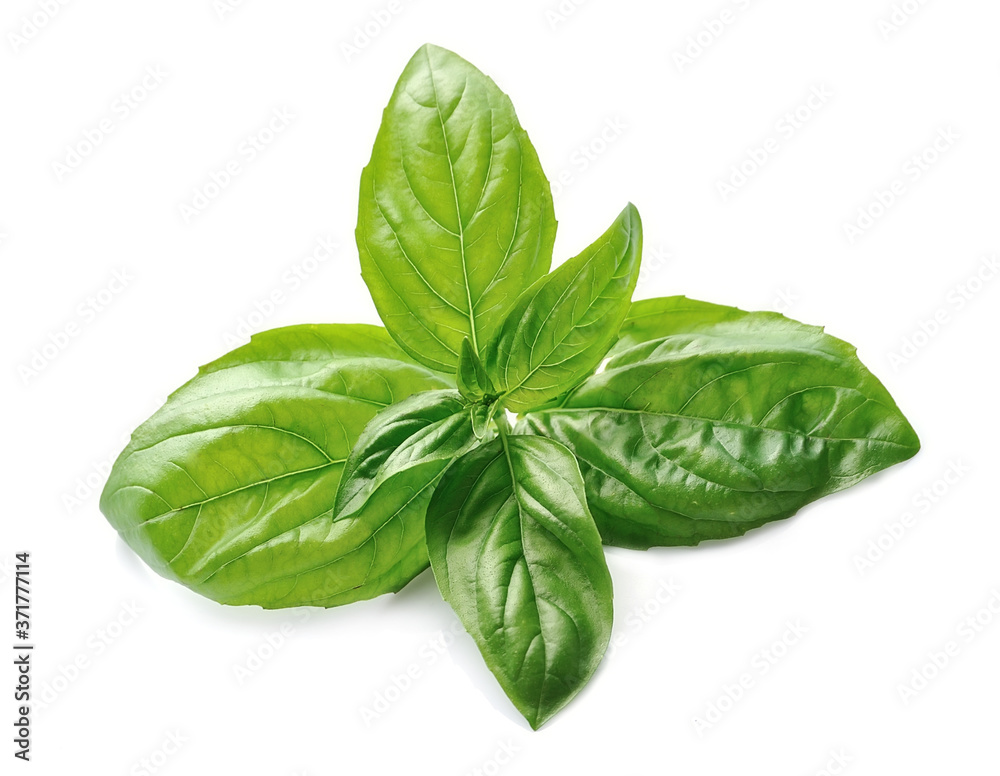 Basil leaves isolated Basil leaves isolated