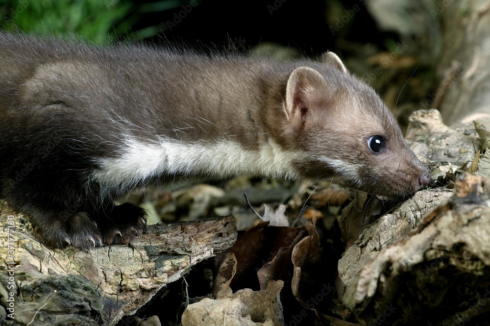 Stone Marten or Beech Marten, martes foina, standing on Stump Stone Marten or Beech Marten, martes foina, standing on Stump