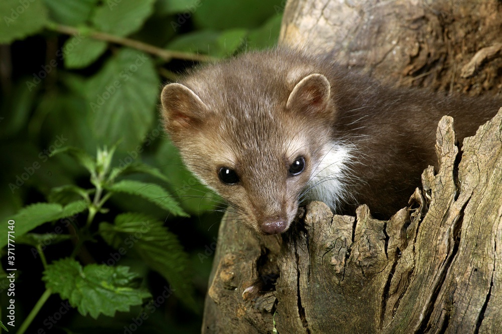 Stone Marten or Beech Marten, martes foina, standing on Stump Stone Marten or Beech Marten, martes foina, standing on Stump