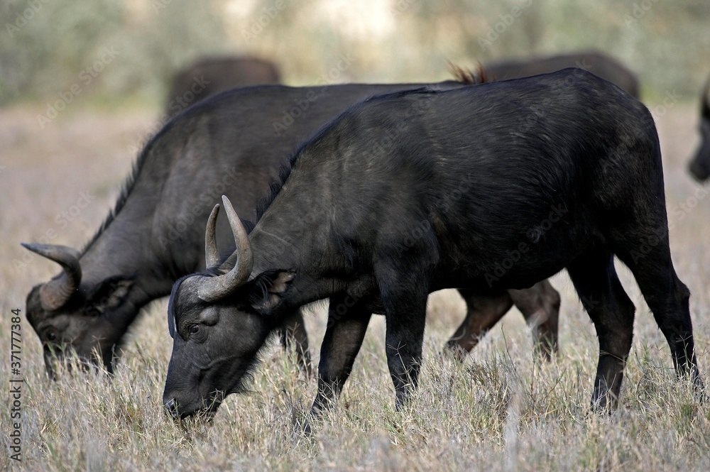 African Buffalo, syncerus caffer, Hell's Gate Park in Kenya African Buffalo, syncerus caffer, Hell's Gate Park in Kenya