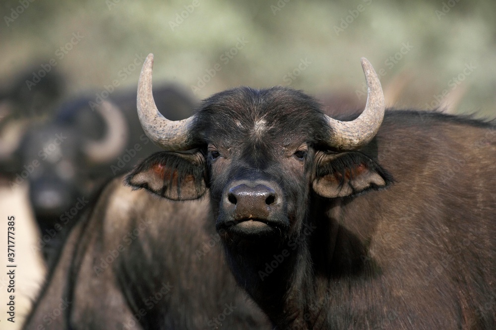 African Buffalo, syncerus caffer, Hell's Gate Park in Kenya African Buffalo, syncerus caffer, Hell's Gate Park in Kenya