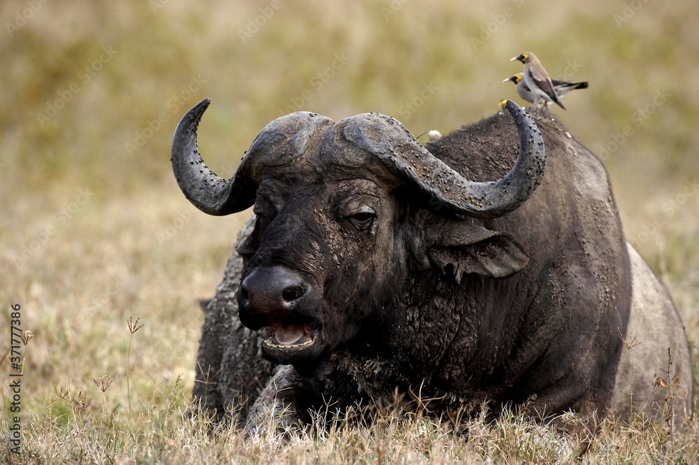 African Buffalo, syncerus caffer, with a Yellow-billed oxpecker on its Back, Hell's Gate Park in Kenya African Buffalo, syncerus caffer, with a Yellow-billed oxpecker on its Back, Hell's Gate Park in Kenya
