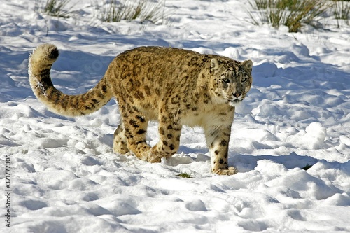 Snow Leopard or Ounce  uncia uncia  Standing in Snow