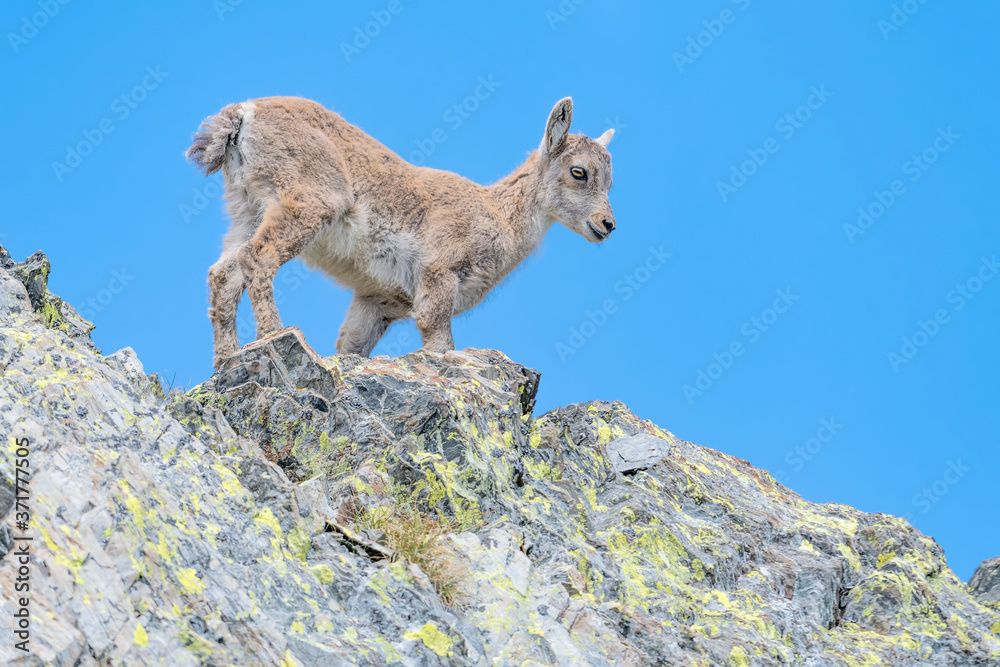 Fototapeta premium New life in the Alps mountains, portrait of new born (Capra ibex)