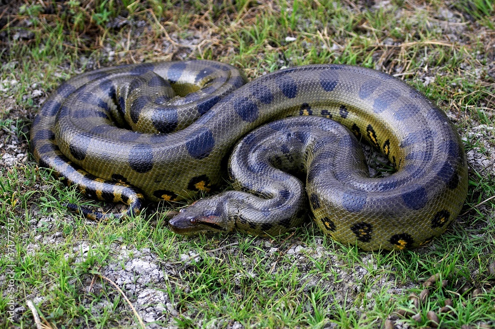 Obraz premium Green Anaconda, eunectes murinus, Los Lianos in Venezuela