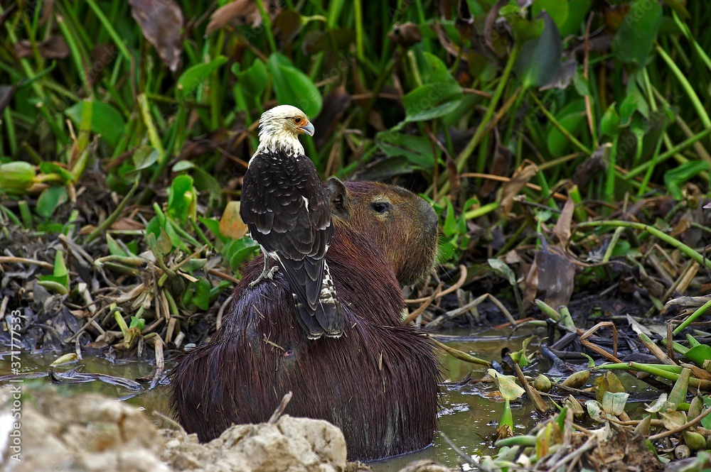 Fototapeta premium Yellow-headed caracara, milvago chimachima and Capybara, hydrochoerus hydrochaeris , Los Lianos in Venezuela