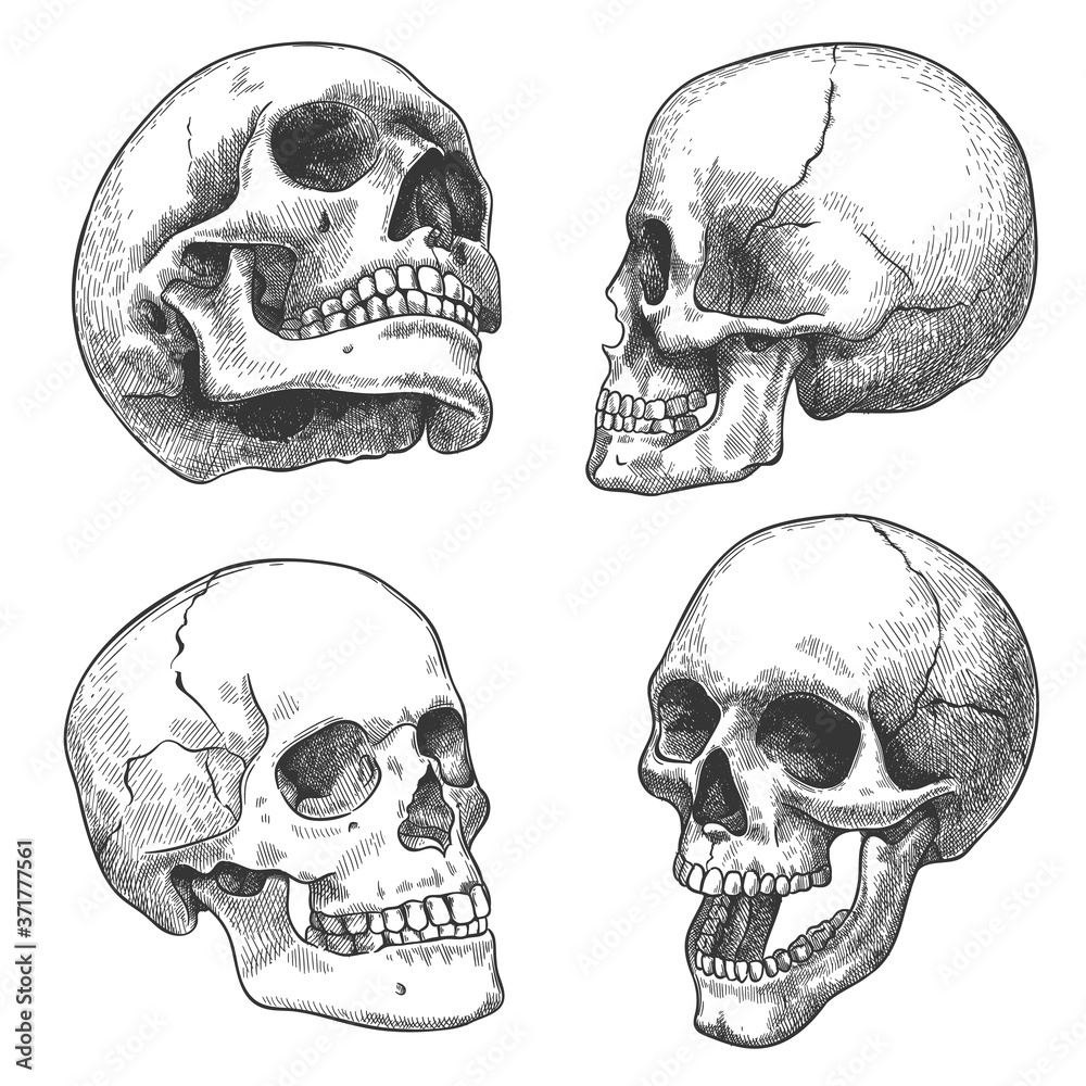 Spooky Halloween Skull Face Drawing Royalty-Free Stock Image - Storyblocks