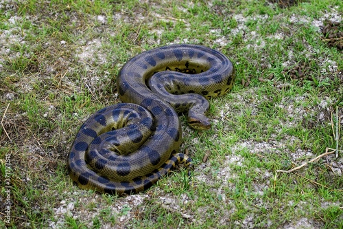 Green Anaconda, eunectes murinus, Los Lianos in Venezuela photo