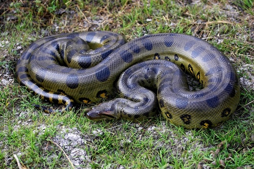 Green Anaconda, eunectes murinus, Los Lianos in Venezuela photo