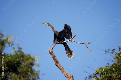 Anhinga or American Darter, anhinga anhinga, Drying Wings in the Sun, Los Lianos in Venezuela photo