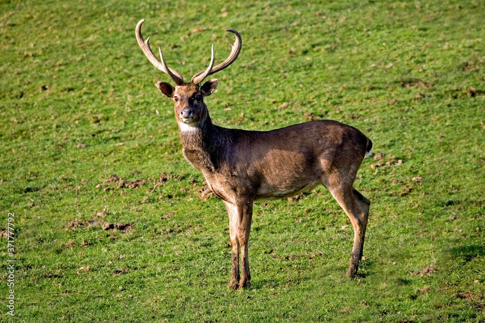 Poster Print Eld s Deer or Brown Antlered Deer cervus eldii Male 40x26.7 cm