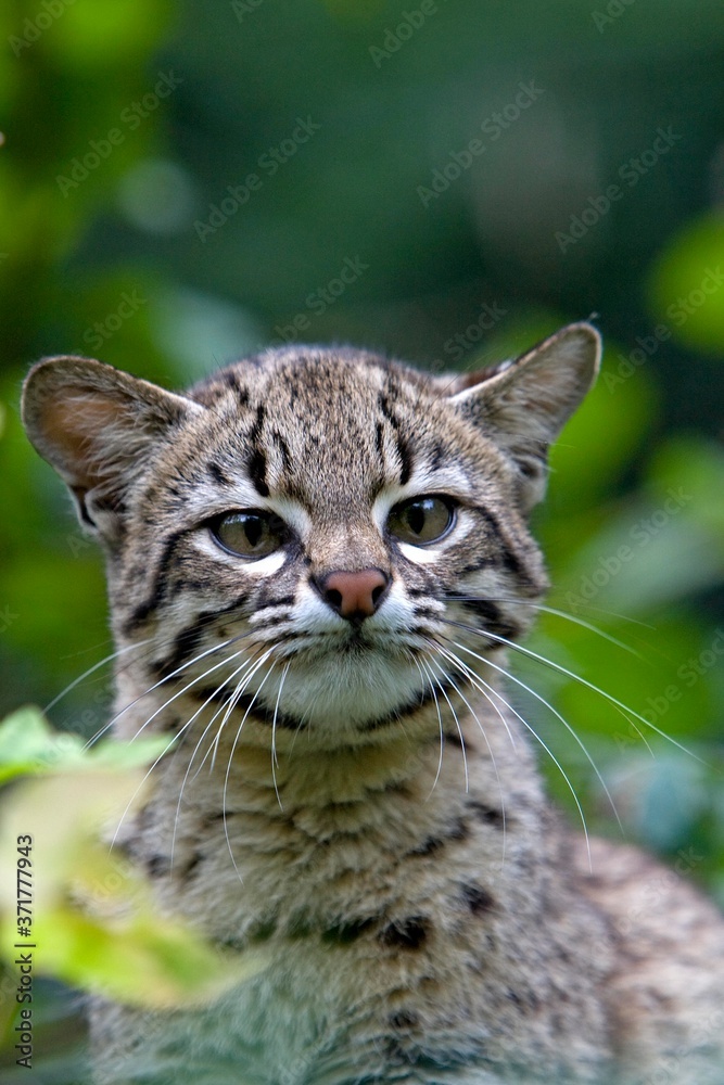 Portrait of Geoffroy's Cat, oncifelis geoffroyi