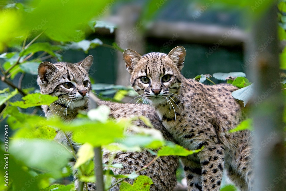 Obraz premium Geoffroy's Cat, oncifelis geoffroyi