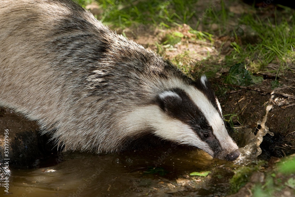 Fototapeta premium European Badger, meles meles, drinking water, Normandy