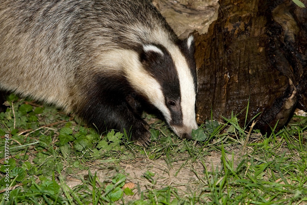 European Badger, meles meles, Normandy European Badger, meles meles, Normandy