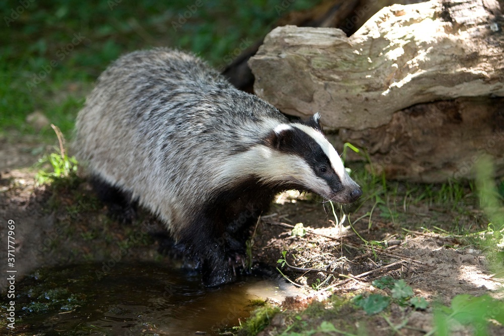 Fototapeta premium European Badger, meles meles, near Water, Normandy