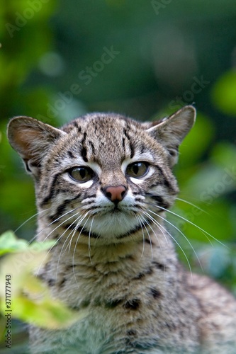 Portrait of Geoffroy's Cat, oncifelis geoffroyi