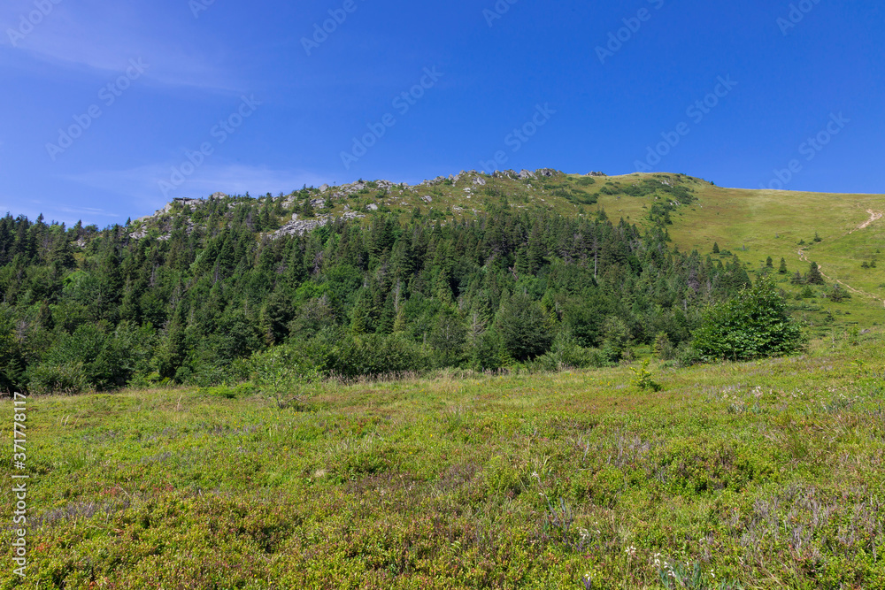 Typical landscape of the Carpathian highlands. Thickets of Juniperus communis subsp. alpina in the Carpathians. Landscape of the Carpathians on a clear summer day. Region Main watershed, Mount Pikuy. 