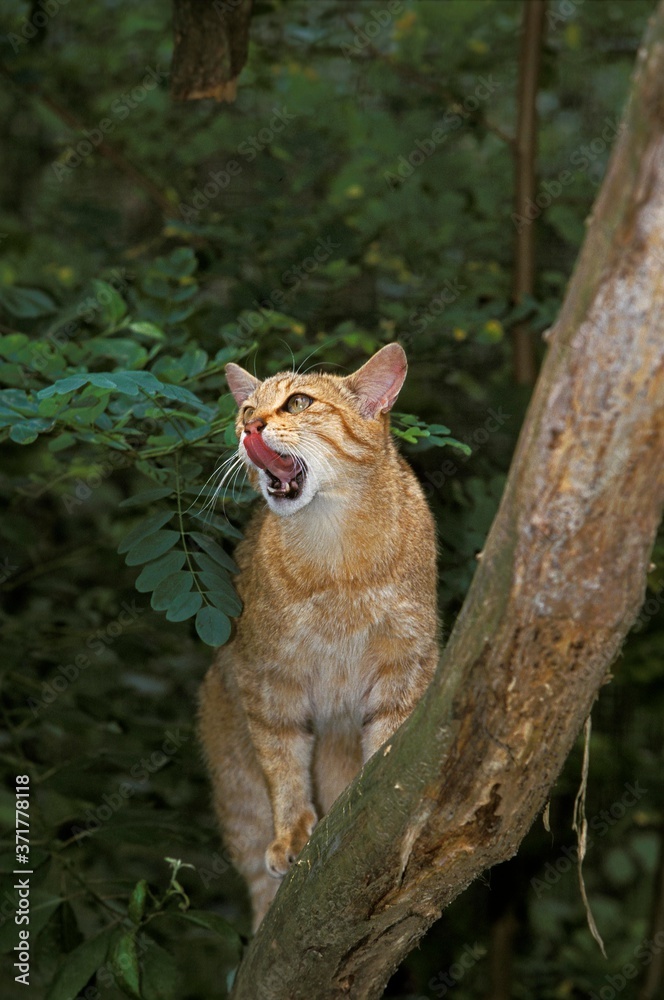 European Wildcat, felis silvestris, Licking its Nose