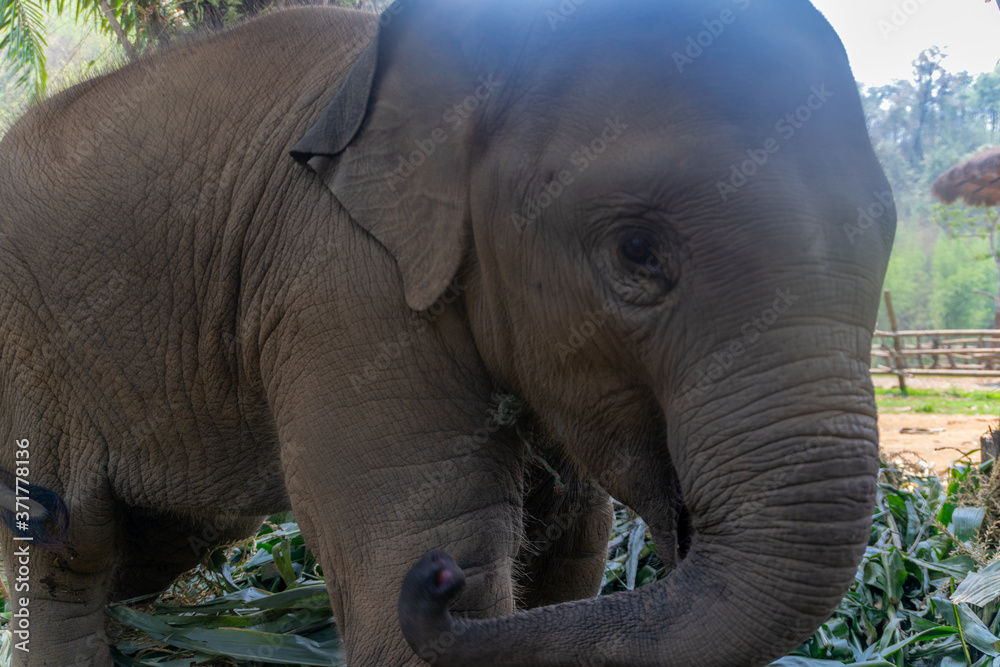 Fototapeta premium Baby elephants in Chiang Mai, Thailand.