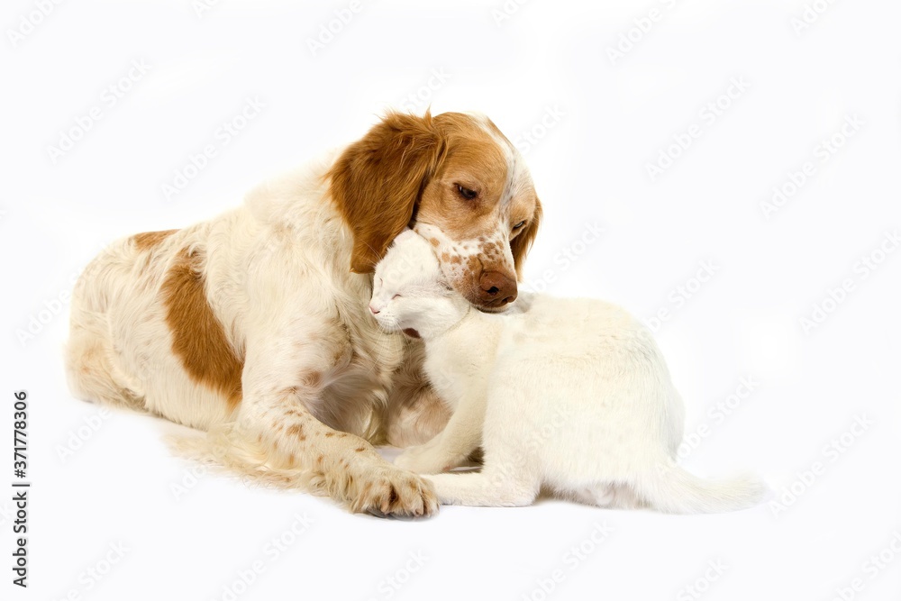 Cinnamon Color French Spaniel Male Dog and White Domestic Cat