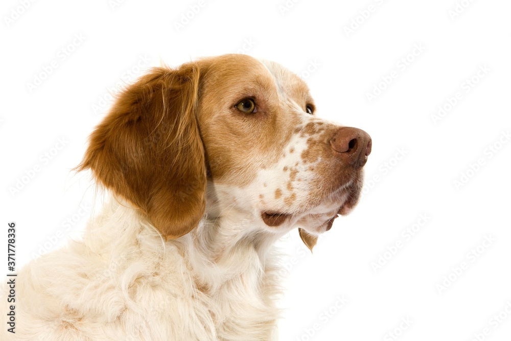 Cinnamon Color French Spaniel Dog, Portrait of Male