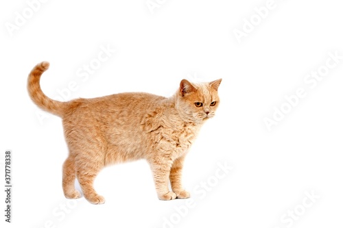 Cream British Shorthair Domestic Cat  Female standing against White Background