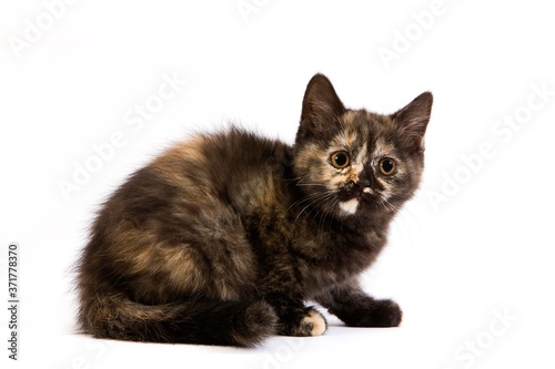 Black Tortoise-Shell British Domestic Cat, 2 Months Old Kitten