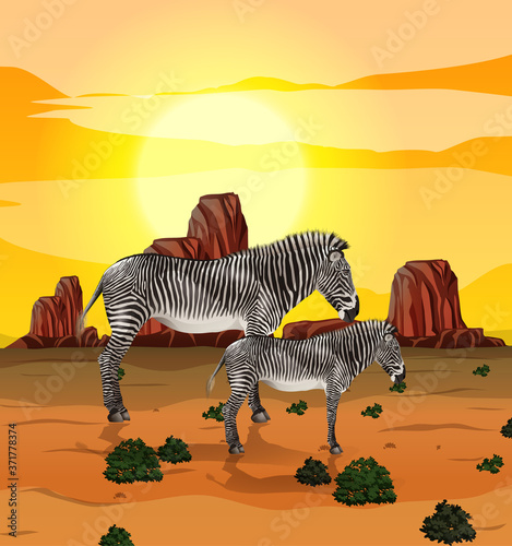 Zebra in nature background