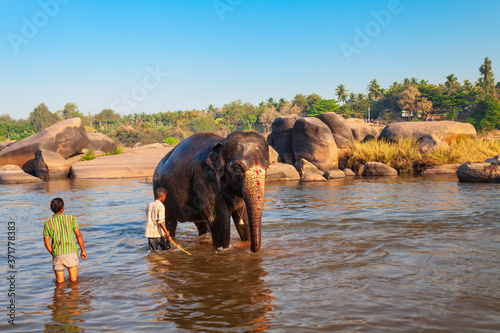 Man washing elephant in river